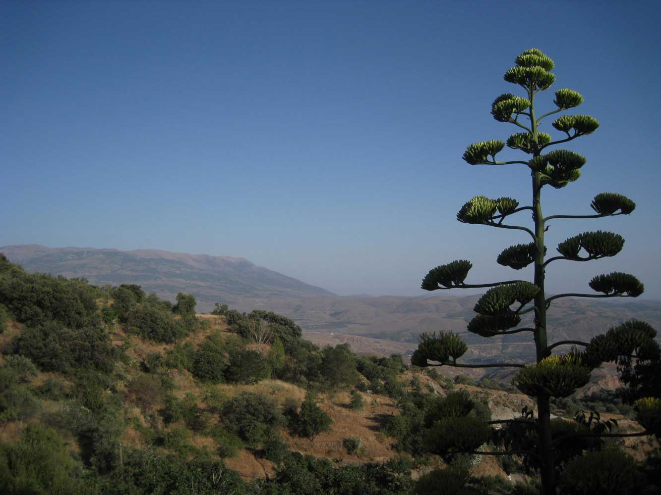 Agave met uitzicht op de Gador