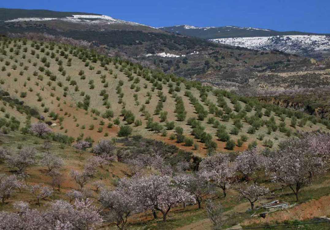 Amandelbloesem met besneeuwde toppen van de Sierra Nevada