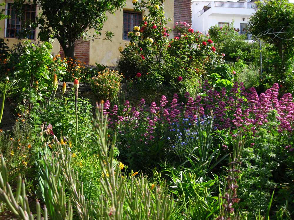 Border met Centranthus